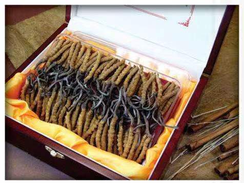 渭南冬虫夏草回收